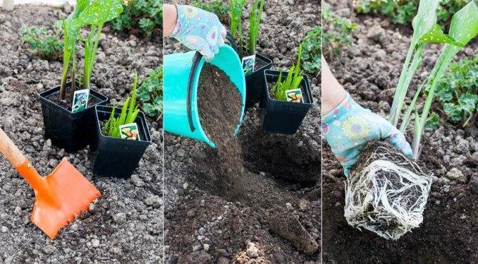 Цветы каллы. Выращивание в саду: сроки посадки, особенности ухода