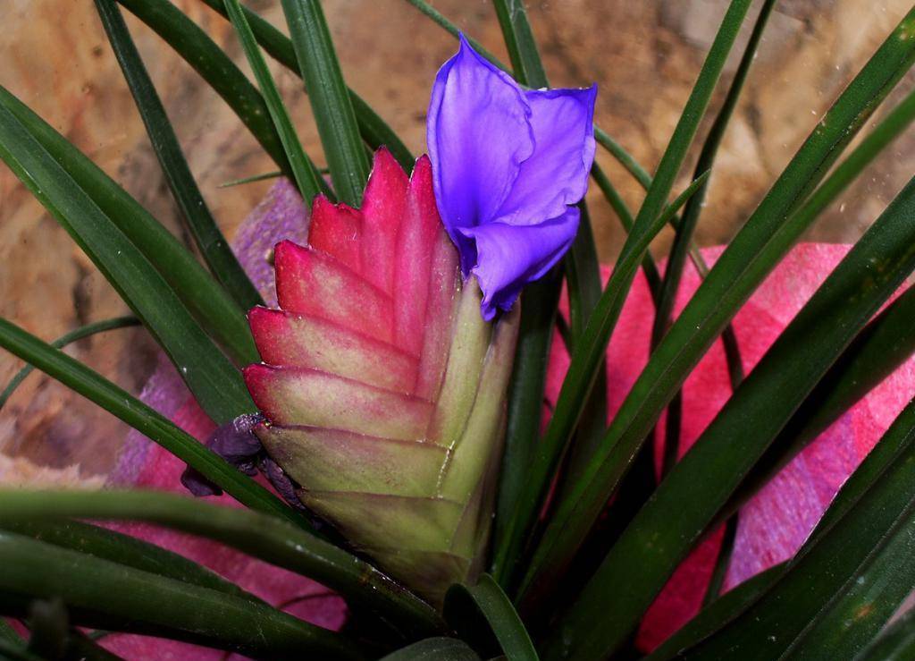 Экзотические цветы для дома: обзор, описание, особенности выращивания