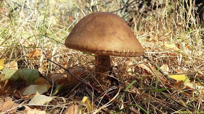 ТОП-7 осенних грибов, которые можно собирать до заморозков – где и как искать?