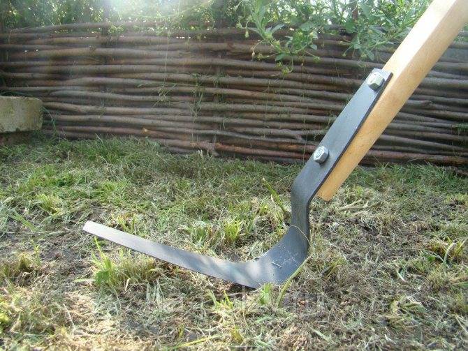 Фацелия: фото, виды, описание, разведение и особенности ухода