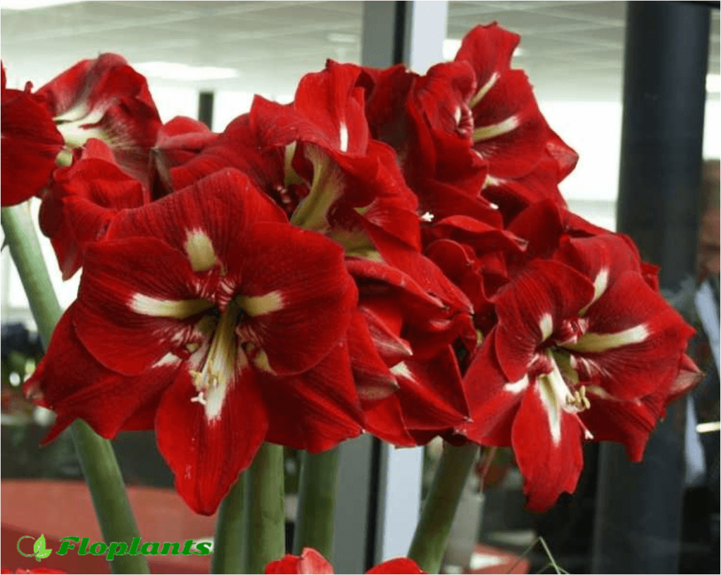 Гиппеаструм