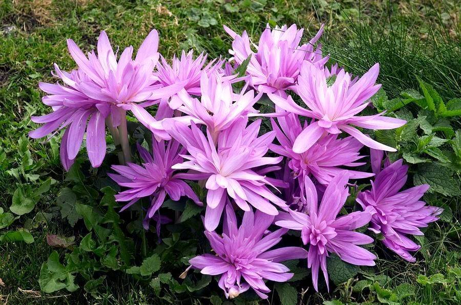 Безвременниковые