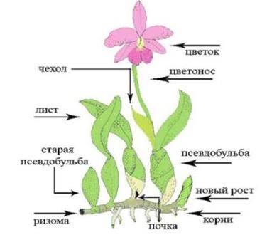 Каттлея в домашних условиях, сорта