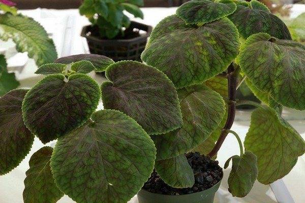Смитианта (Smithiantha) – уход, фото, виды