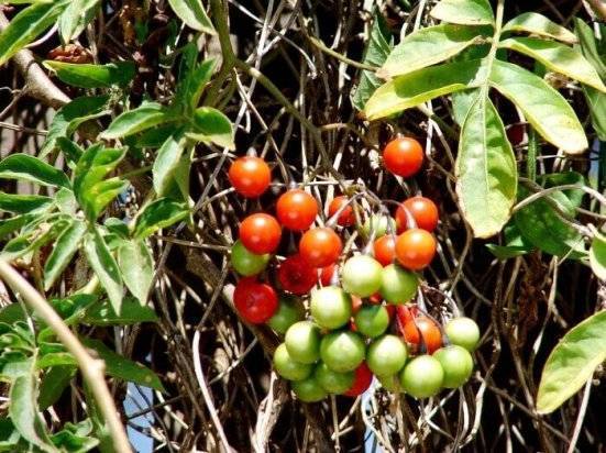 Паслен (Solanum) – уход, фото, виды