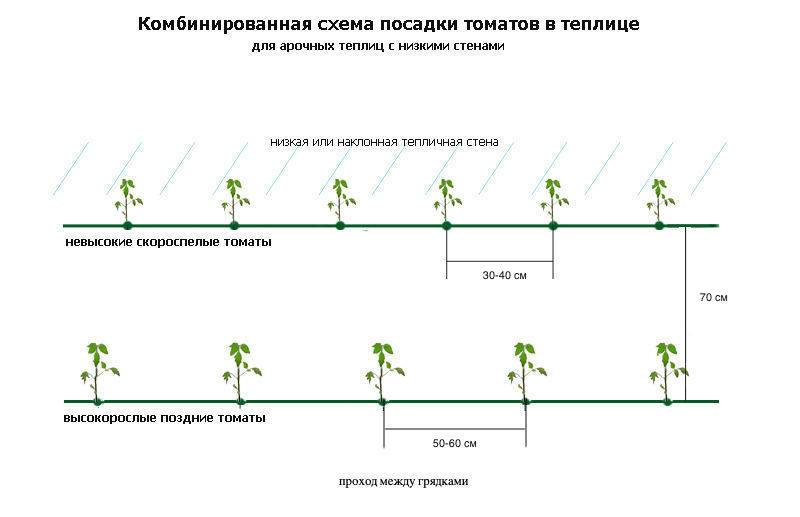 Как правильно вырастить помидоры от семечка до сбора урожая
