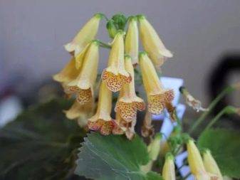 Смитианта (Smithiantha) – уход, фото, виды