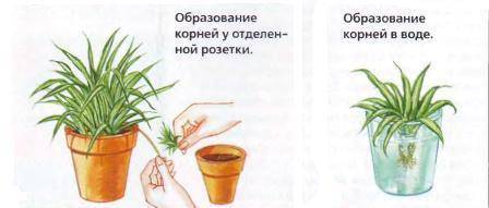 Ампельные цветы: описание, особенности выращивания и ухода, фото