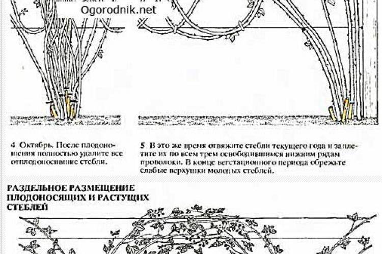 Ежевика: правильная посадка, обрезка и уход за садовым растением