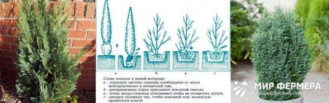 Кипарисовик Лавсона — уход в домашних условиях, фото и описание