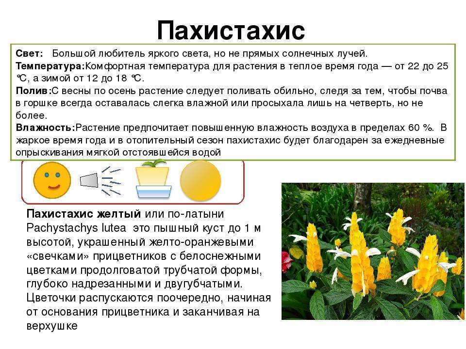 Пахистахис: описание, правильный уход, основные виды с фото