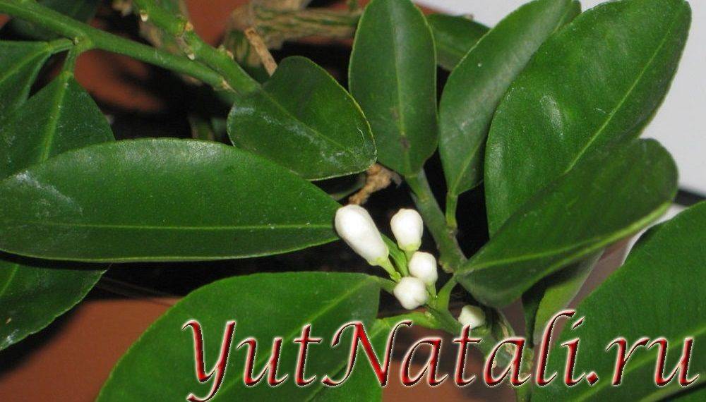 Каламондин или Цитрофортунелла: что это и тонкости ухода