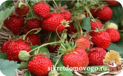 Клубника: выращивание, посадка и уход