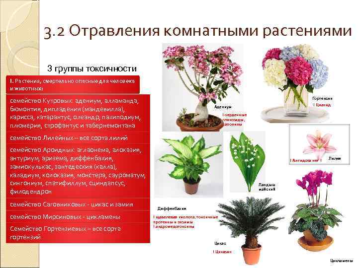 Ваточник (асклепиас): фото, посадка и уход за растением в открытом грунте