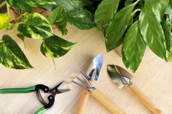 пересадка шефлеры