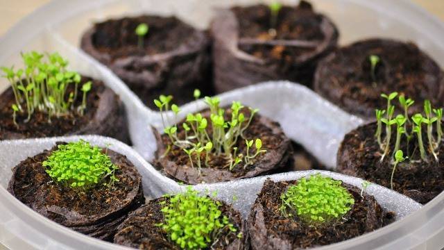 Посадка петунии на рассаду — увлекательный и несложный процесс