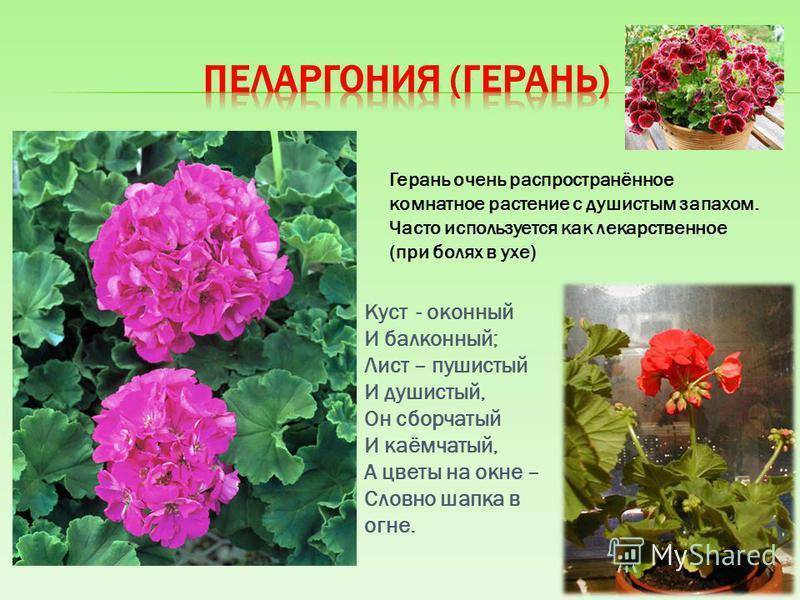 Пеларгония и герань: это одно и то же или нет, чем цветы отличаются друг от друга, есть ли разница в уходе в домашних условиях, как такие растения выглядят на фото? русский фермер