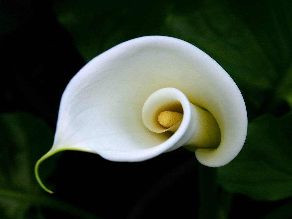 Каллы: выращивание в саду и дома