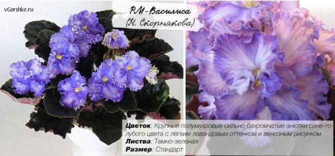 Кутровые