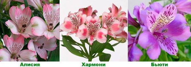 Альстромерия: выращивание в открытом грунте