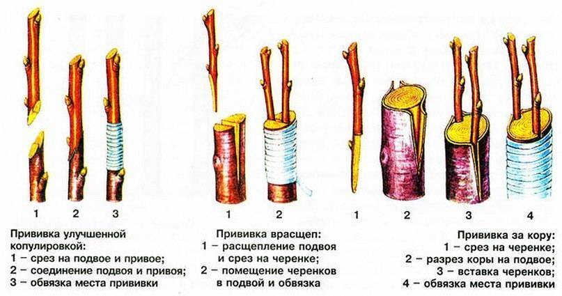 Прививка яблони в августе: как привить черенком и другими способами, выбор сроков