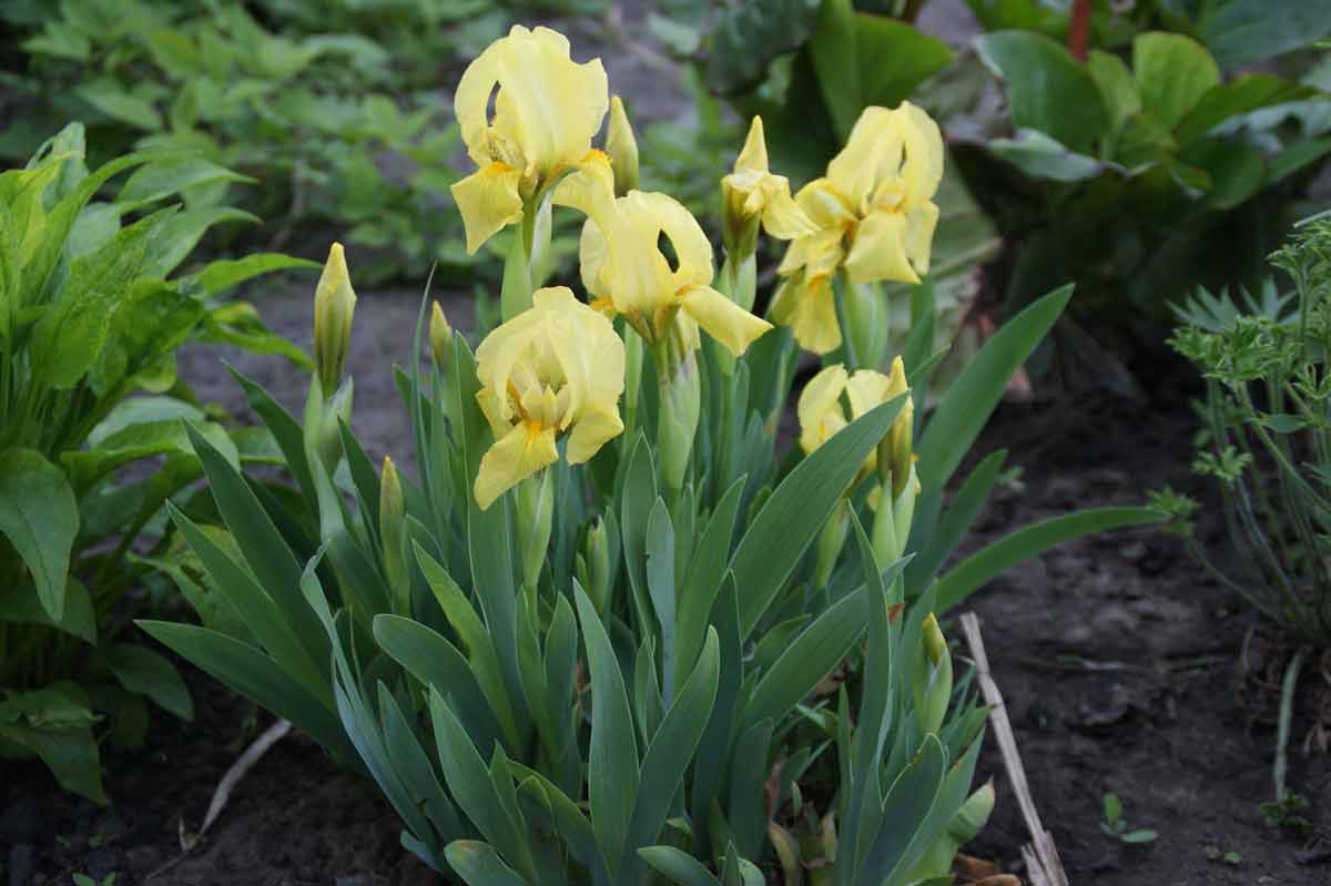 Цветок ирис: описание, популярные сорта, особенности выращивания