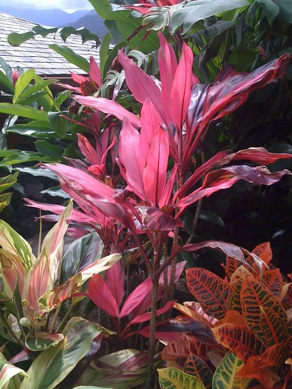 Кордилина (Cordyline) – уход, фото, виды