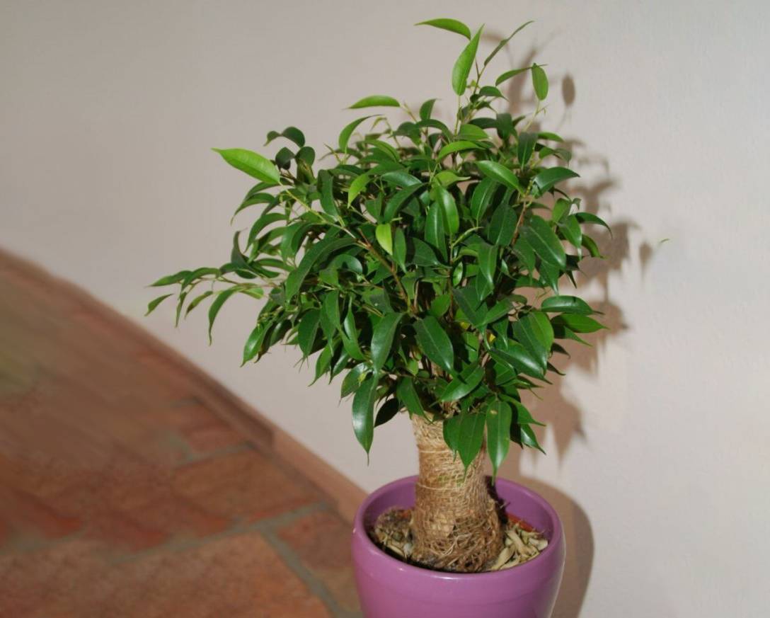 Фикус Бенджамина: формирование кроны, правила обрезки, плетение ствола