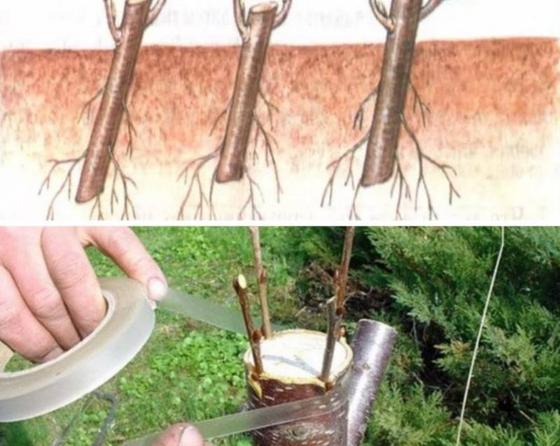 Размножение черенками