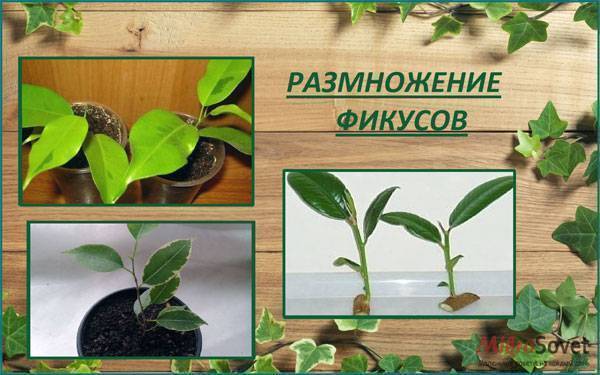 Фикус Бенджамина