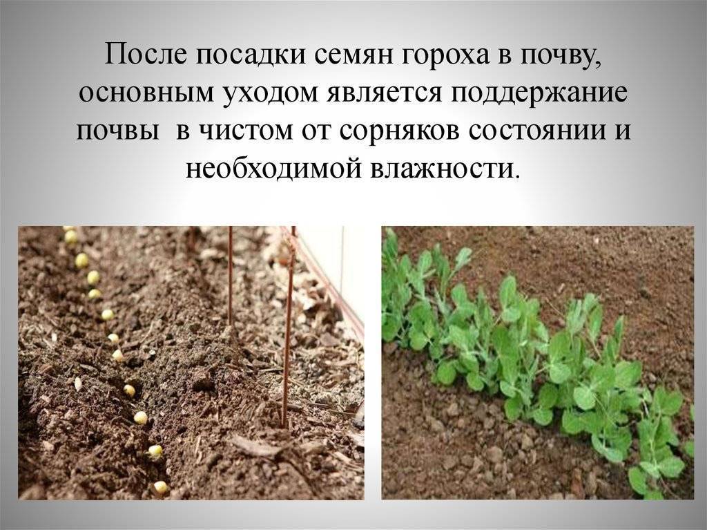 Как растет горох: технология выращивания и ухода в открытом грунте