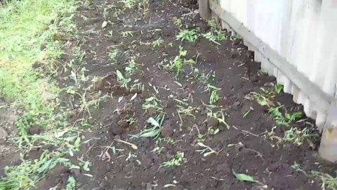 Ежевика: выращивание в саду, размножение, сорта