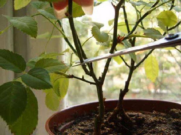 Роза Кордана Микс: как ухаживать после покупки, особенности полива, фото