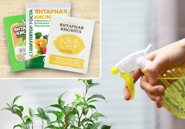 Чем подкормить домашние цветы в домашних условиях: советы
