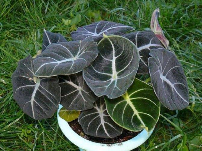 Алоказия (Alocasia) – уход, фото, виды