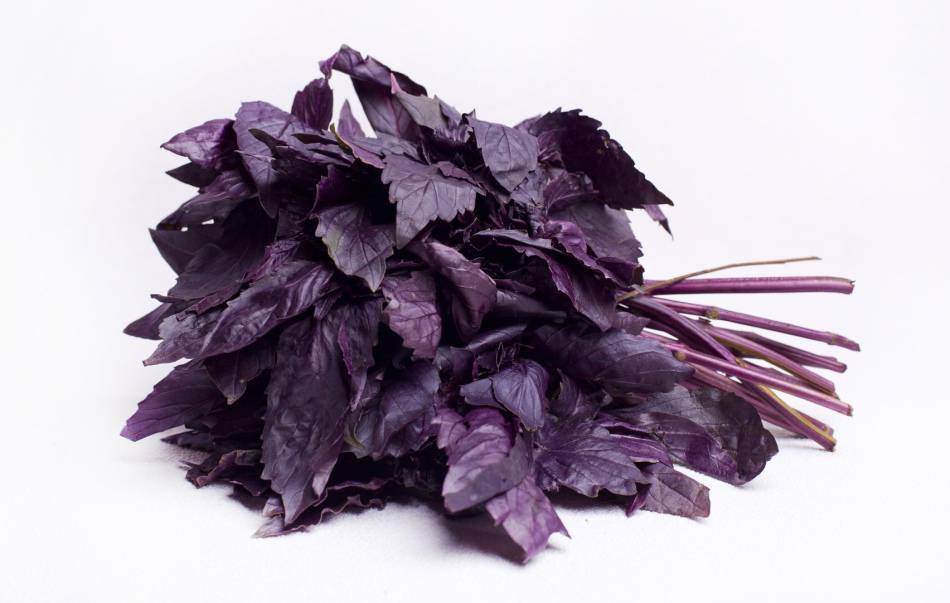 Посев замоченных семян базилика особым способом