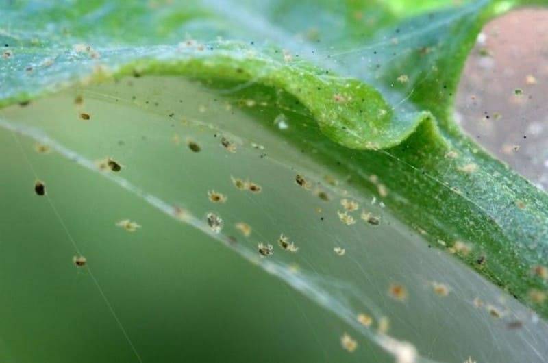 Бересклет (Euonymus) – уход, фото, виды