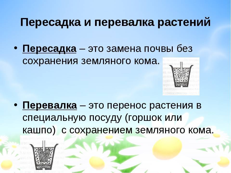 Как пересадить цветы из одного горшка в другой: правила и рекомендации - sadovnikam.ru
