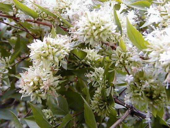 Абелия (Abelia) – уход, фото, виды