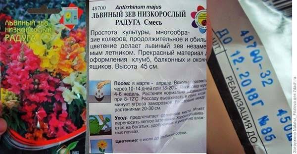 Как сеять на рассаду львиный зев, как ухаживать за всходами