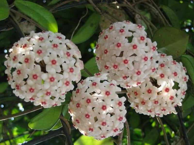 Хойя — уход и размножение в домашних условиях, фото видов