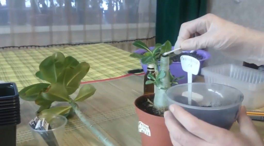 Адениум — уход в домашних условиях, пересадка, фото видов