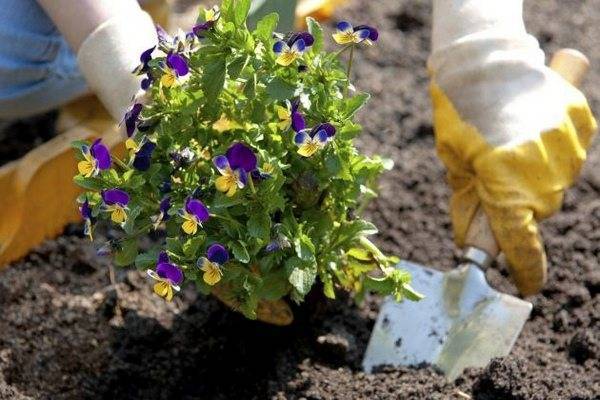 Виола: выращивание из семян, виды и сорта