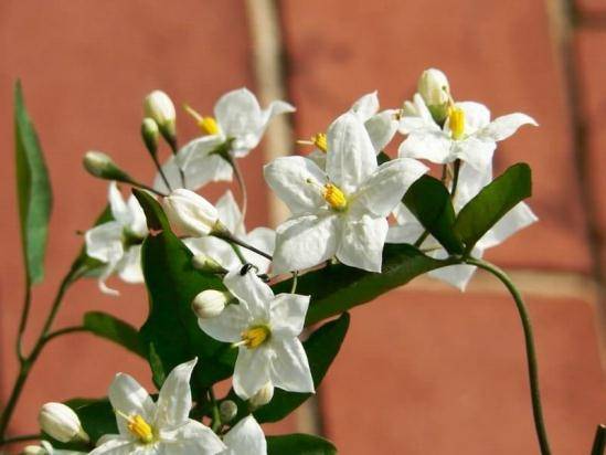 Паслен (Solanum) – уход, фото, виды