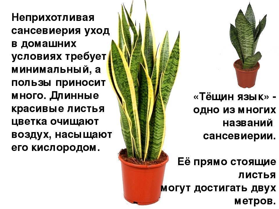 Цветок щучий хвост (сансевиерия): виды, уход в домашних условиях, размножение, вред или польза, приметы и суеверия, фото