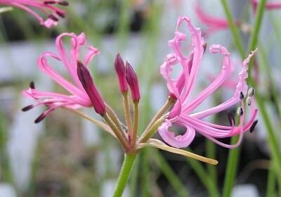 Нерине (Nerine) – уход, фото, виды