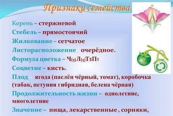 Семейство Пасленовые: овощи. Список, описание, характеристики. Помидоры, картофель, баклажаны