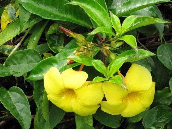 Алламанда (Allamanda) – уход, фото, виды