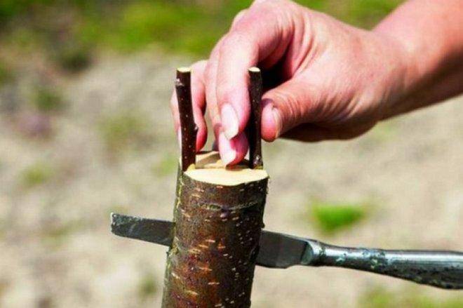 Как прививать яблоню: инструкция и советы