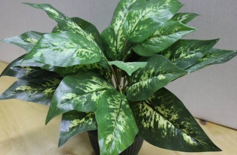 Диффенбахия (Dieffenbachia) – уход, фото, виды
